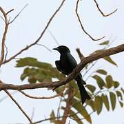 Fork-tailed Drongo