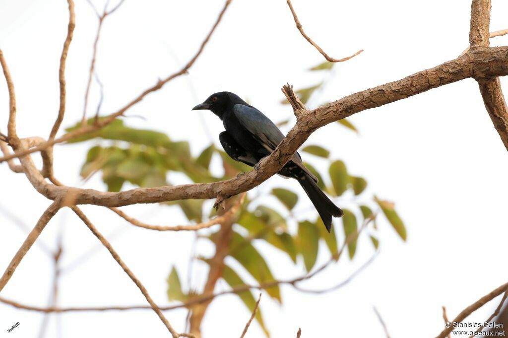 Fork-tailed Drongo male adult