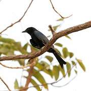 Fork-tailed Drongo