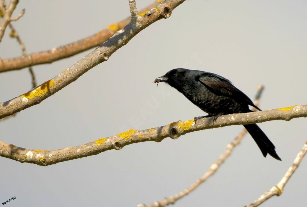 Fork-tailed Drongoadult breeding, eats