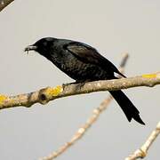 Fork-tailed Drongo