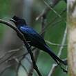 Drongo du Sri Lanka