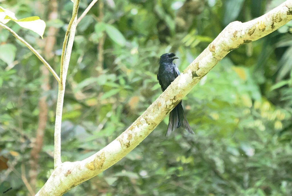 Sri Lanka Drongo male adult