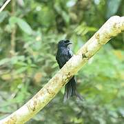 Sri Lanka Drongo