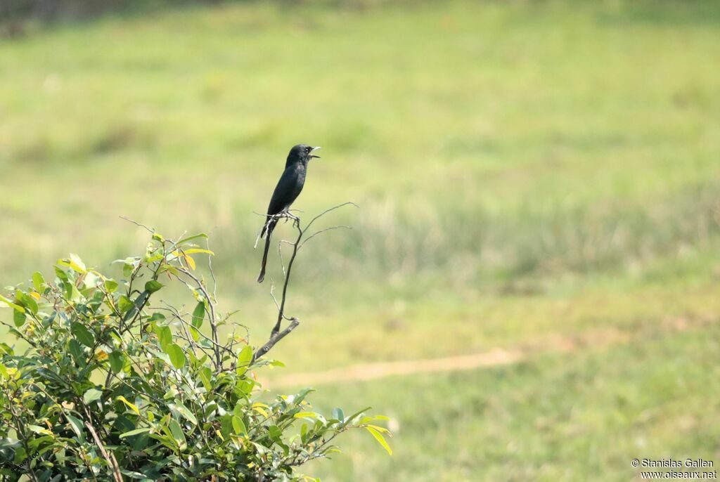 Drongo royal mâle adulte, chant