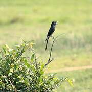 Black Drongo