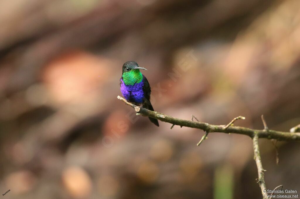 Fork-tailed Woodnymph male adult breeding