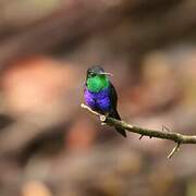 Fork-tailed Woodnymph