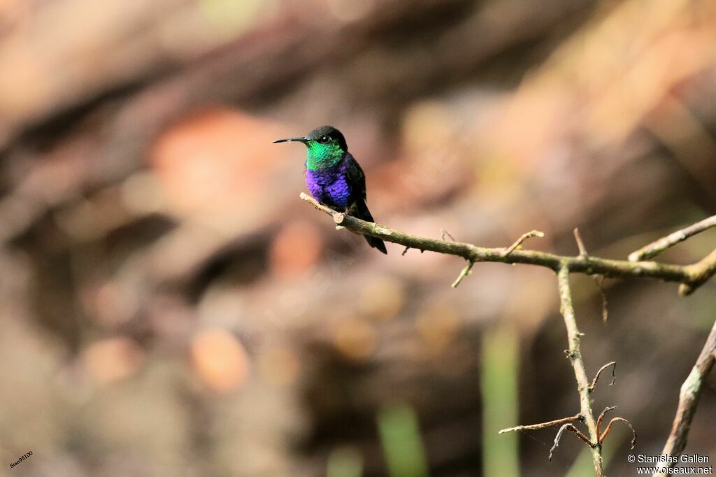 Fork-tailed Woodnymph male adult breeding