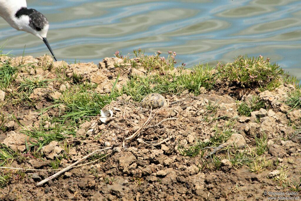 Black-winged Stiltadult, Reproduction-nesting