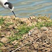 Black-winged Stilt