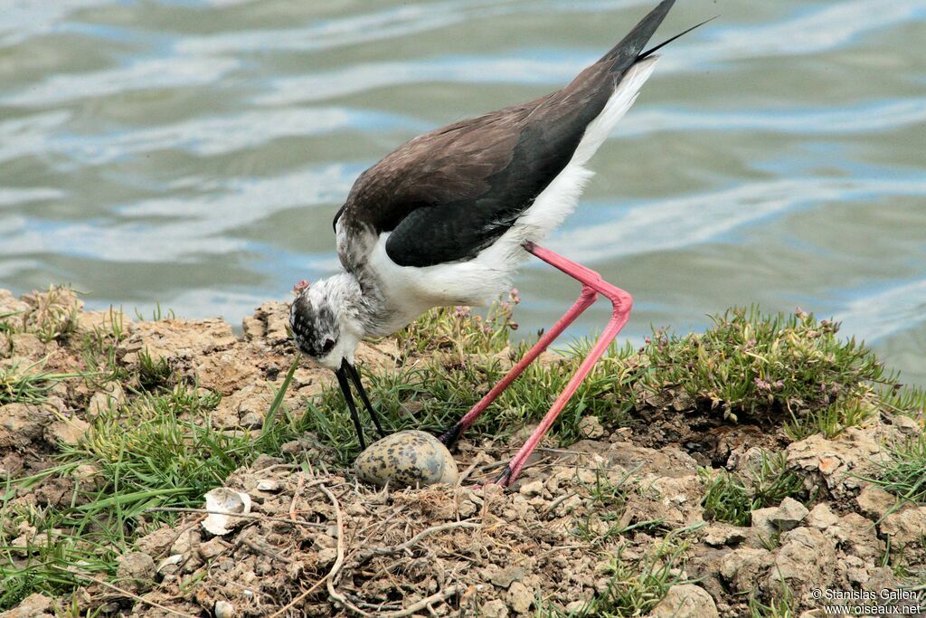 Black-winged Stiltadult breeding, Reproduction-nesting