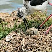 Black-winged Stilt