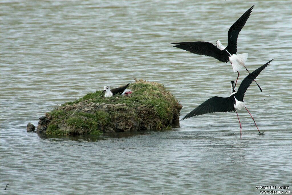 Black-winged Stiltadult breeding, Reproduction-nesting