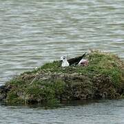 Black-winged Stilt