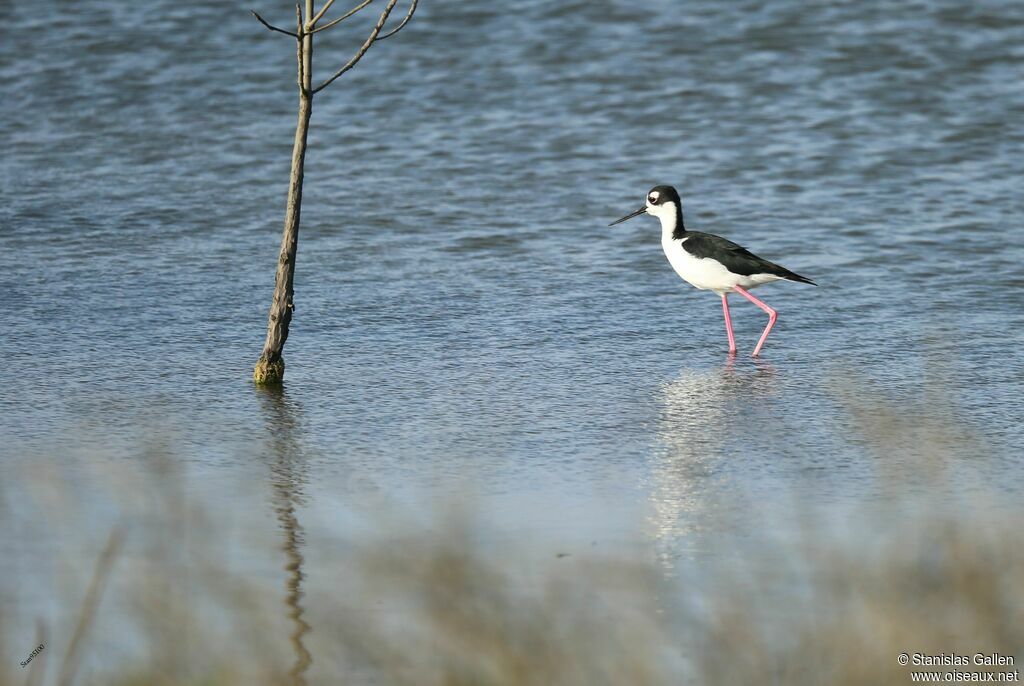 Black-necked Stiltadult, walking