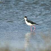 Black-necked Stilt