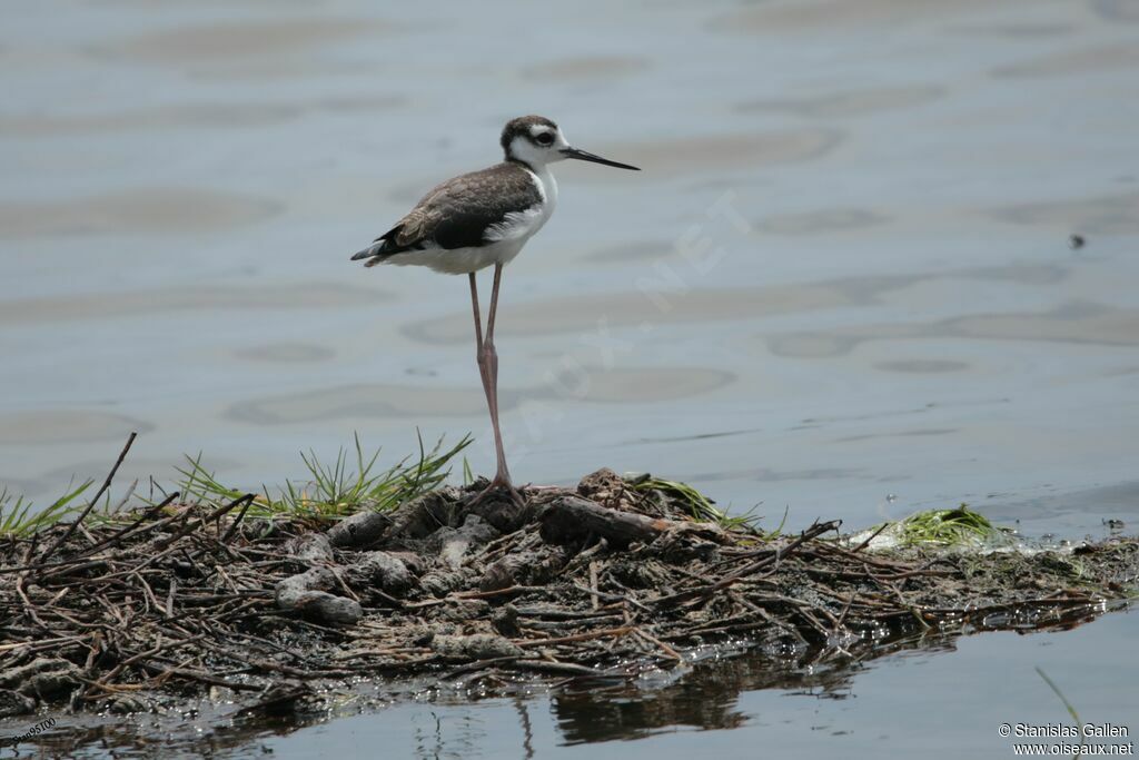 Black-necked Stiltjuvenile