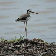 Black-necked Stilt