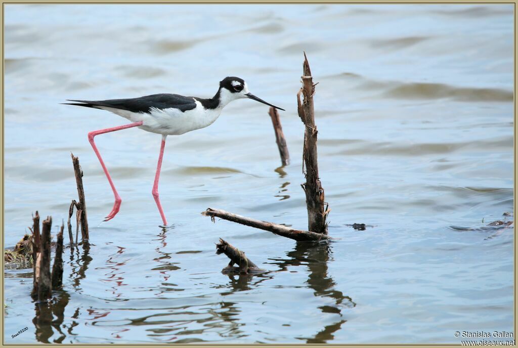 Black-necked Stilt