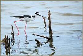 Black-necked Stilt