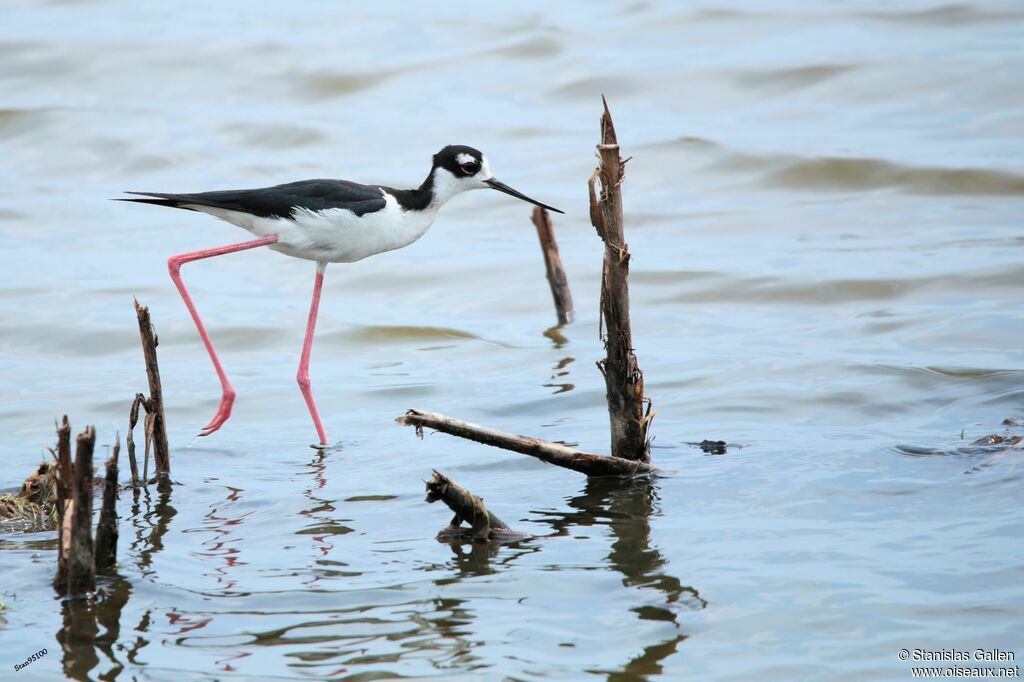 Black-necked Stiltadult, walking