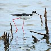 Black-necked Stilt