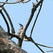 Bar-winged Flycatcher-shrike