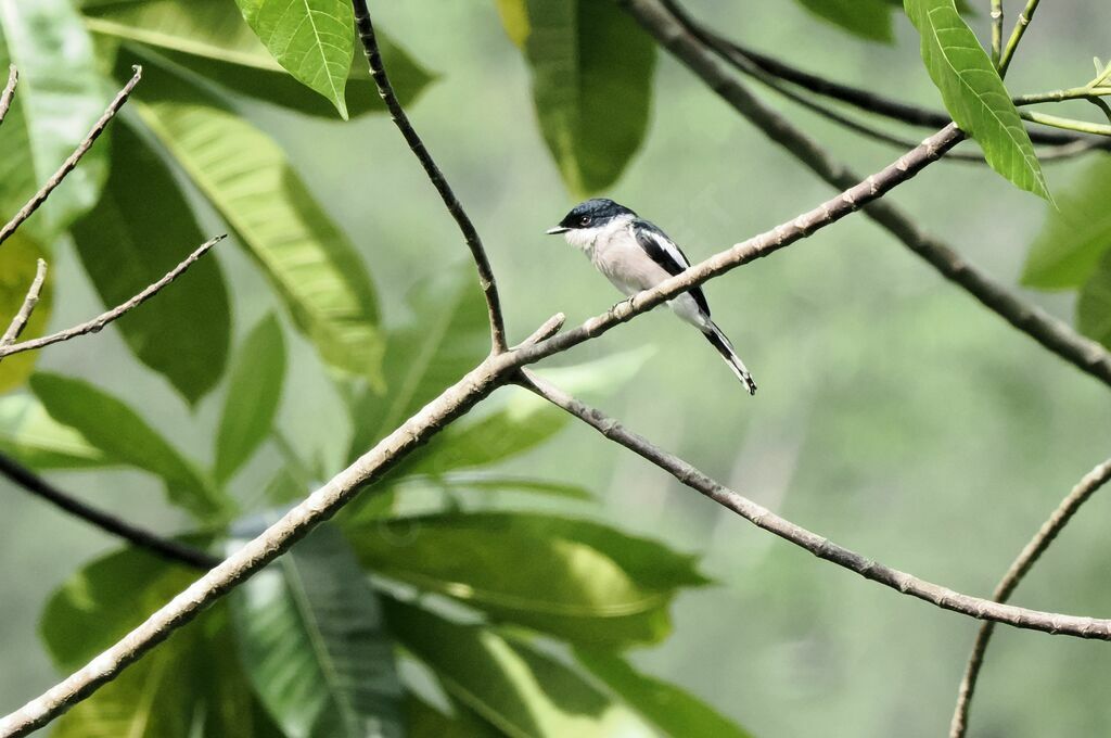 Bar-winged Flycatcher-shrike male adult