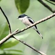 Bar-winged Flycatcher-shrike