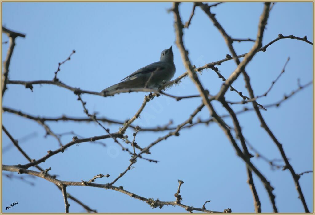 Grey Cuckooshrikeadult