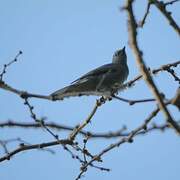 Grey Cuckooshrike