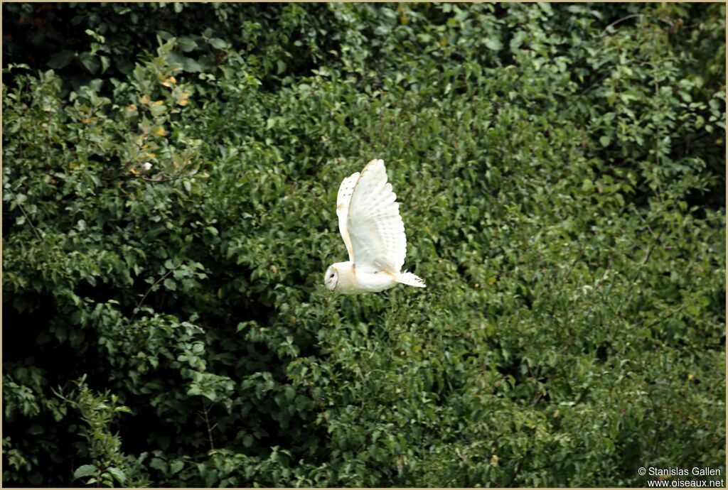 Western Barn Owladult, Flight