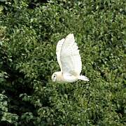 Western Barn Owl