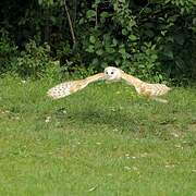 Western Barn Owl