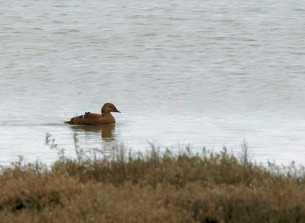 Eider à tête grise