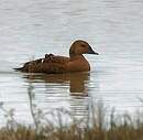 Eider à tête grise