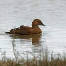 Eider à tête grise