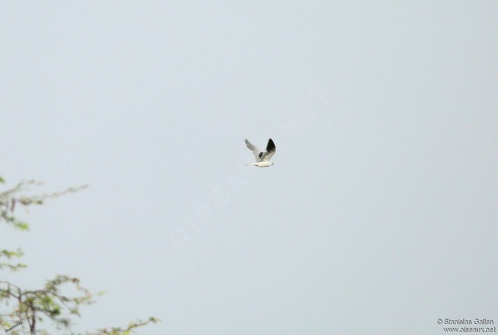 White-tailed Kiteadult