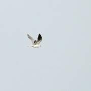 White-tailed Kite