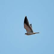 Black-winged Kite