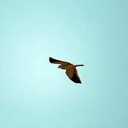 Black-winged Kite