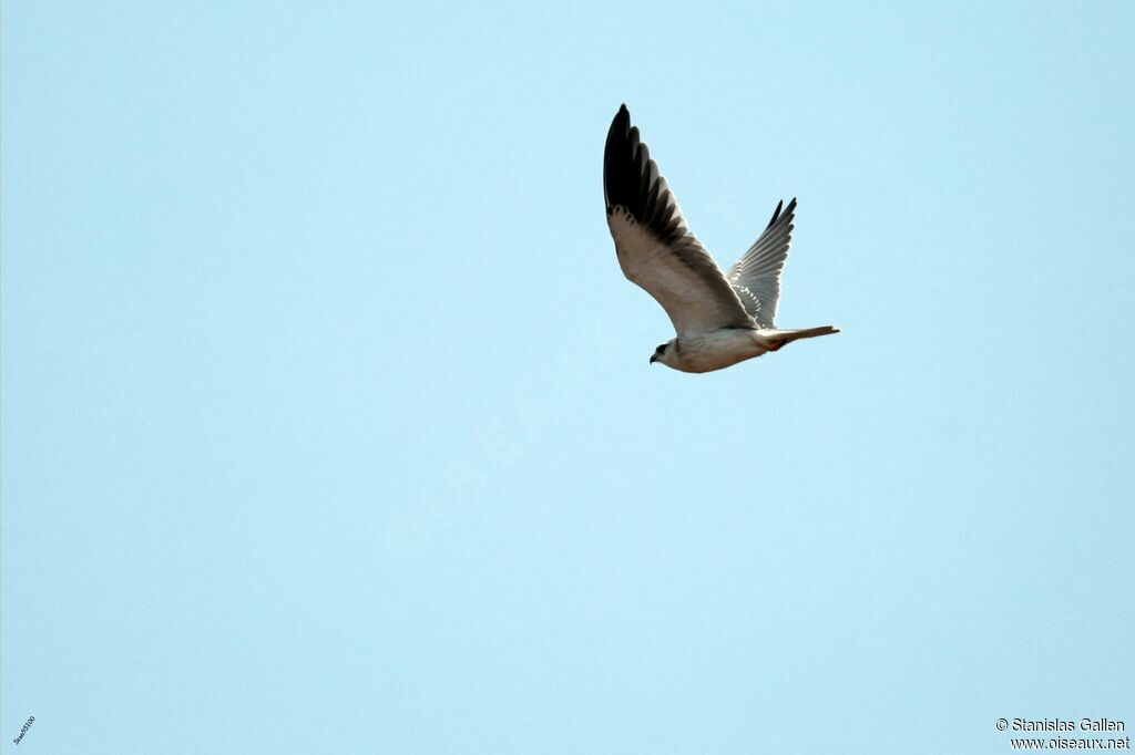 Black-winged Kiteimmature, Flight