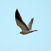 Black-winged Kite