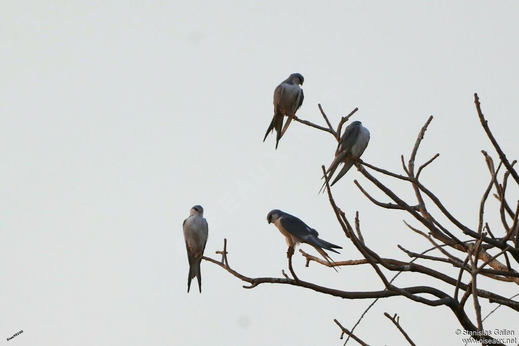 Scissor-tailed Kiteadult transition