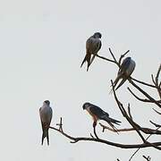 Scissor-tailed Kite