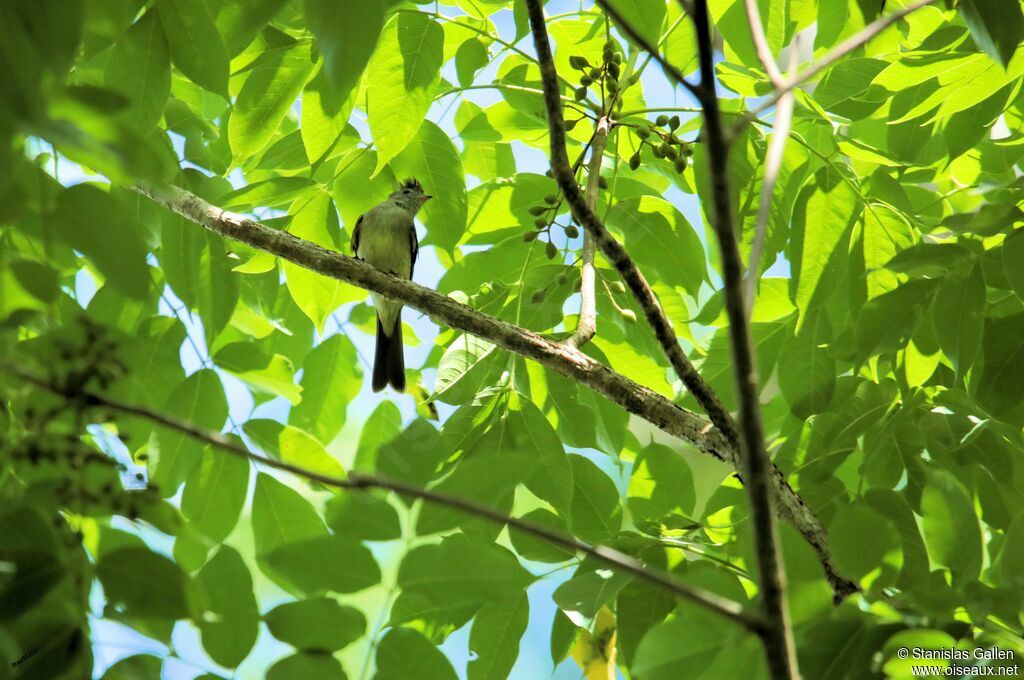 Yellow-bellied Elaeniaadult