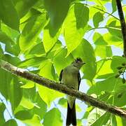 Yellow-bellied Elaenia