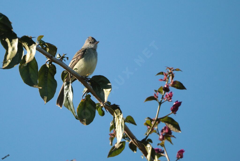 Yellow-bellied Elaenia male adult breeding