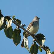 Yellow-bellied Elaenia